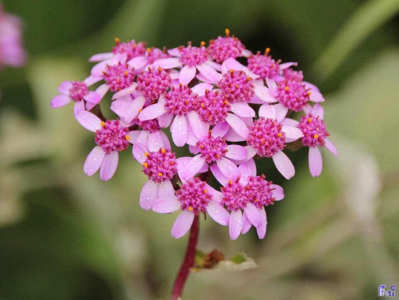 Pericallis 3