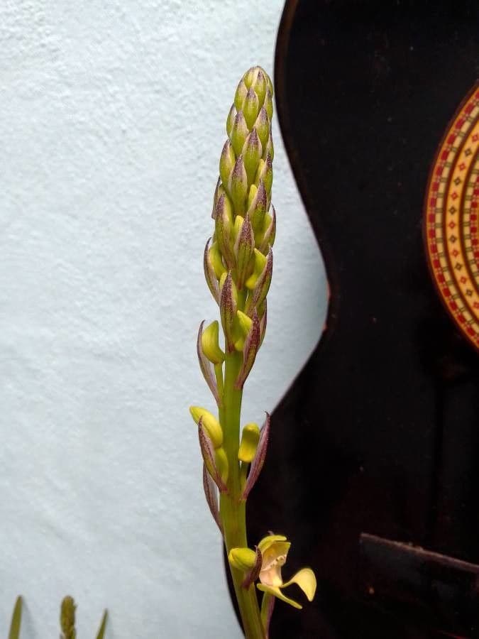 Govenia 4