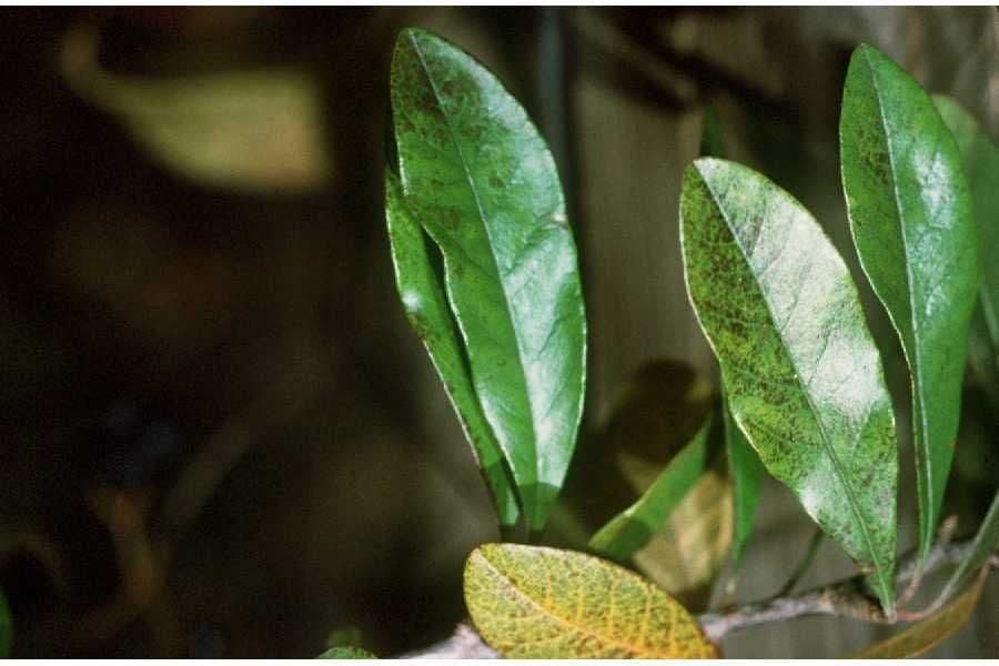 Chittamwood 9