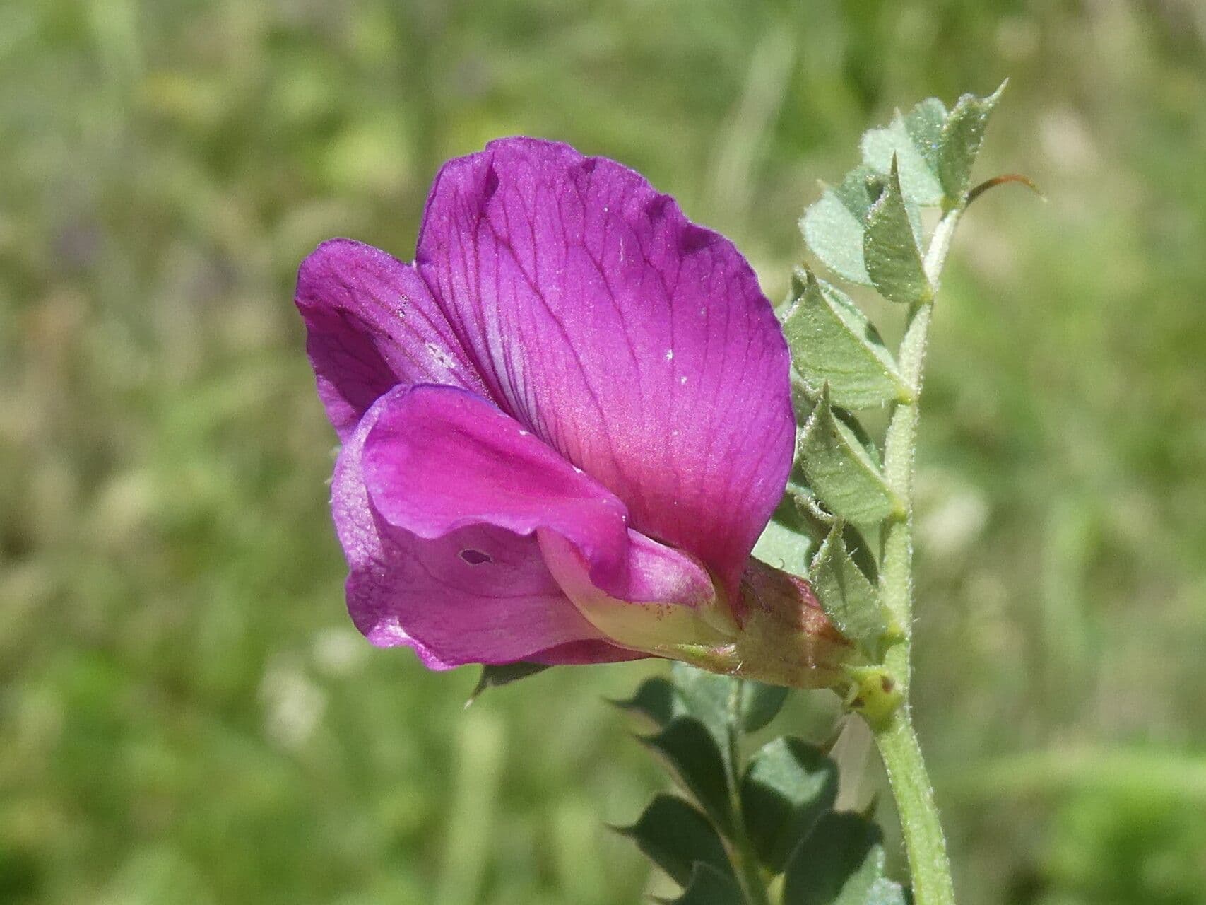 Vesce des Pyrénées 10