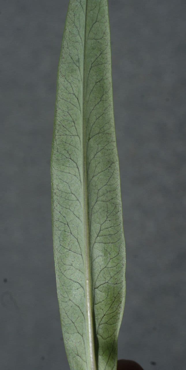 Erba lucciola 16
