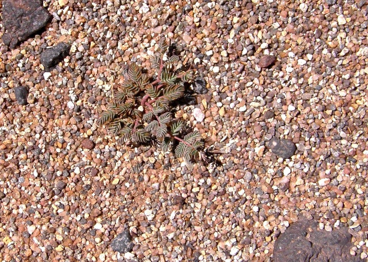 Dalea mollis 11