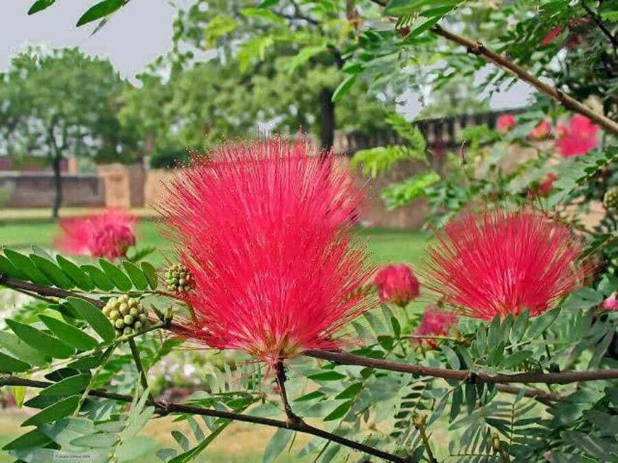Calliandra del Suriname 10