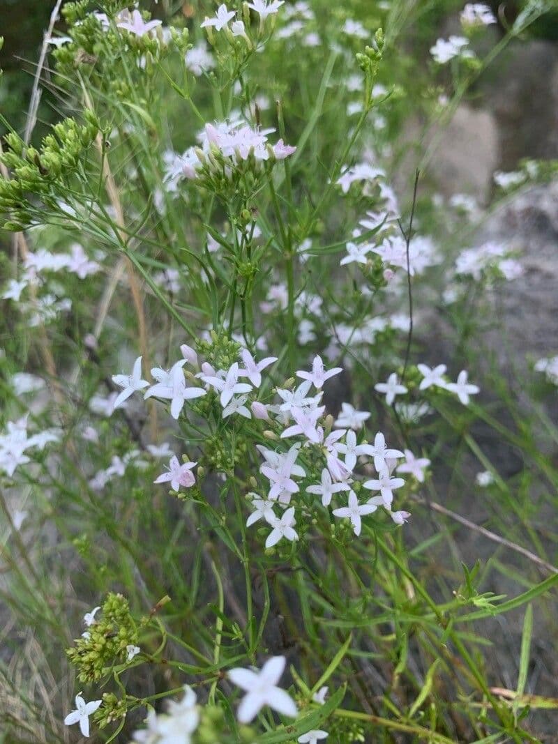 Stenaria nigricans 4