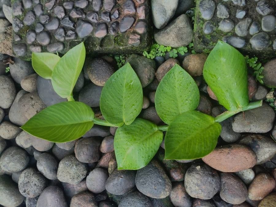 Rhaphidophora 2