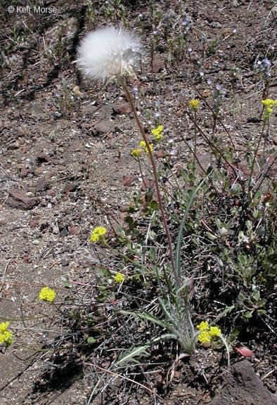 Agoseris retrorsa 14
