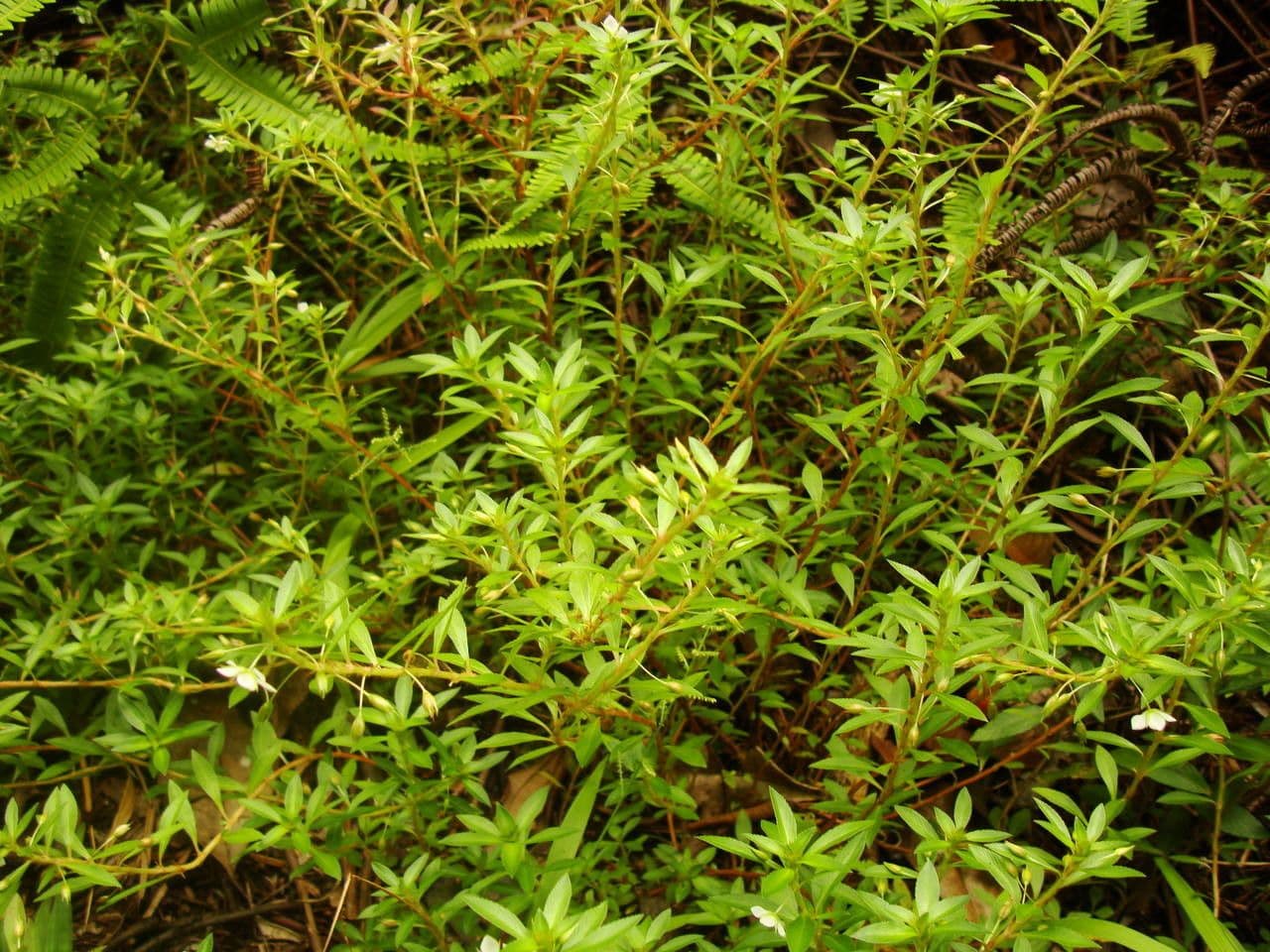 Sauvagesia 14