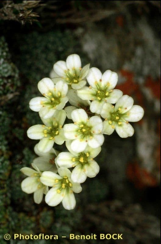 Felsenmutterkraut valdensis 3