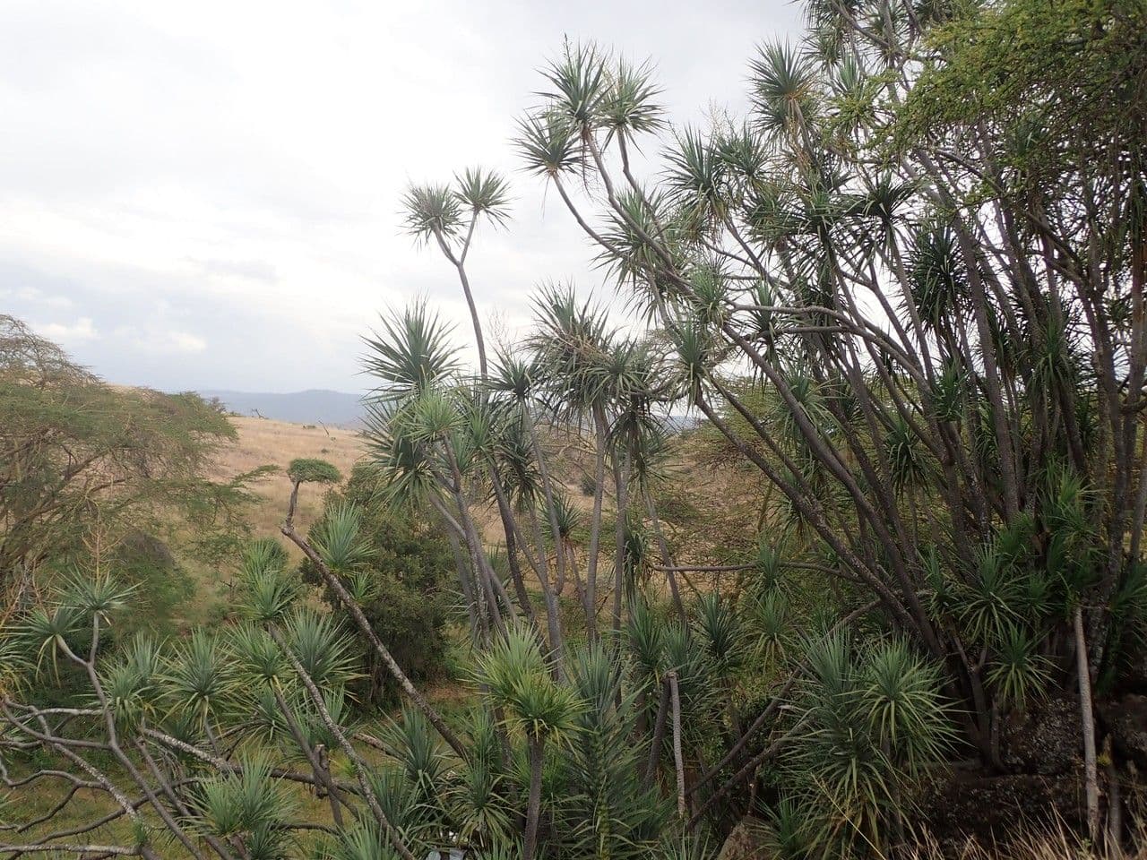 Dracena 2