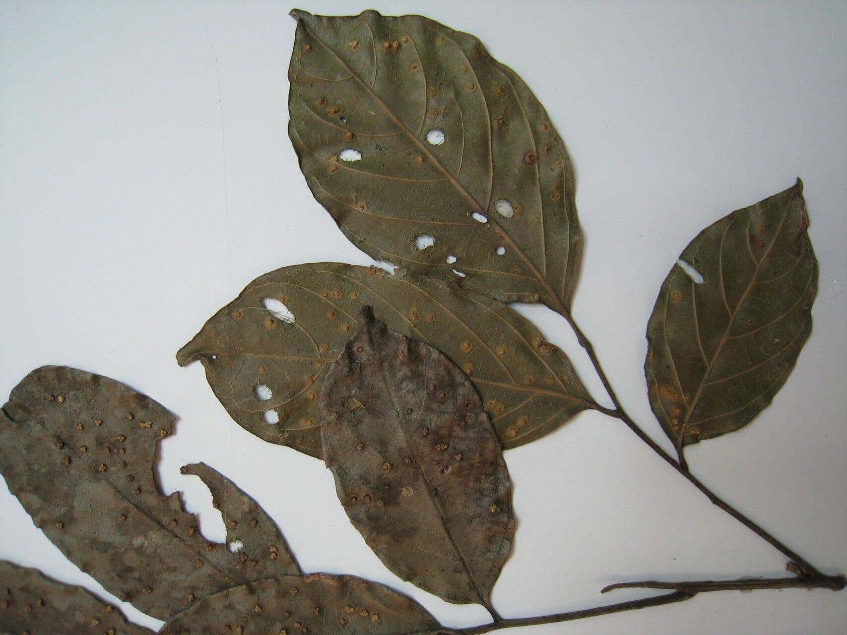 Trichilia 4