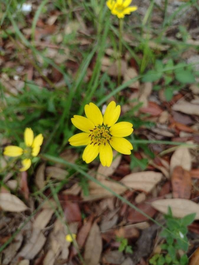 Berlandiera 5