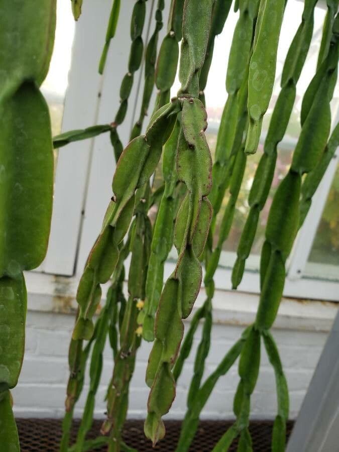 Rhipsalis 11