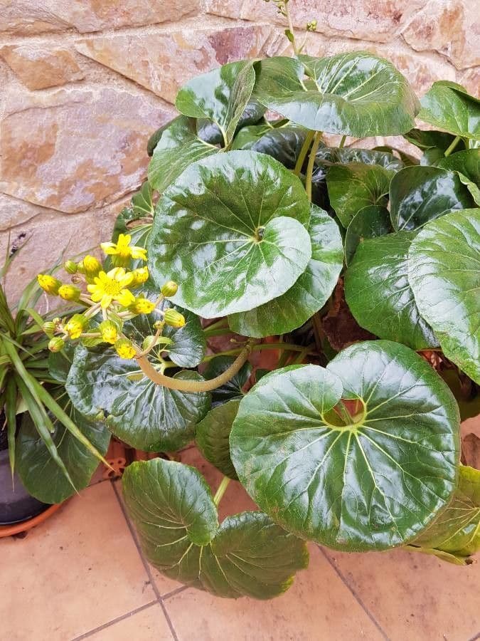 Léopardplant 9
