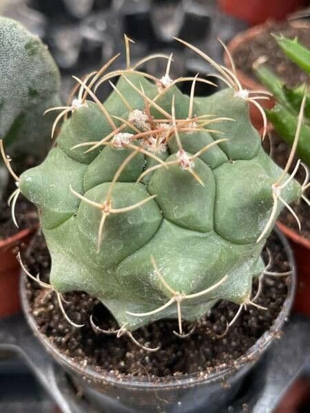 Thelocactus hexaedrophorus 13