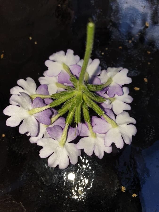 Verbena rigida 27