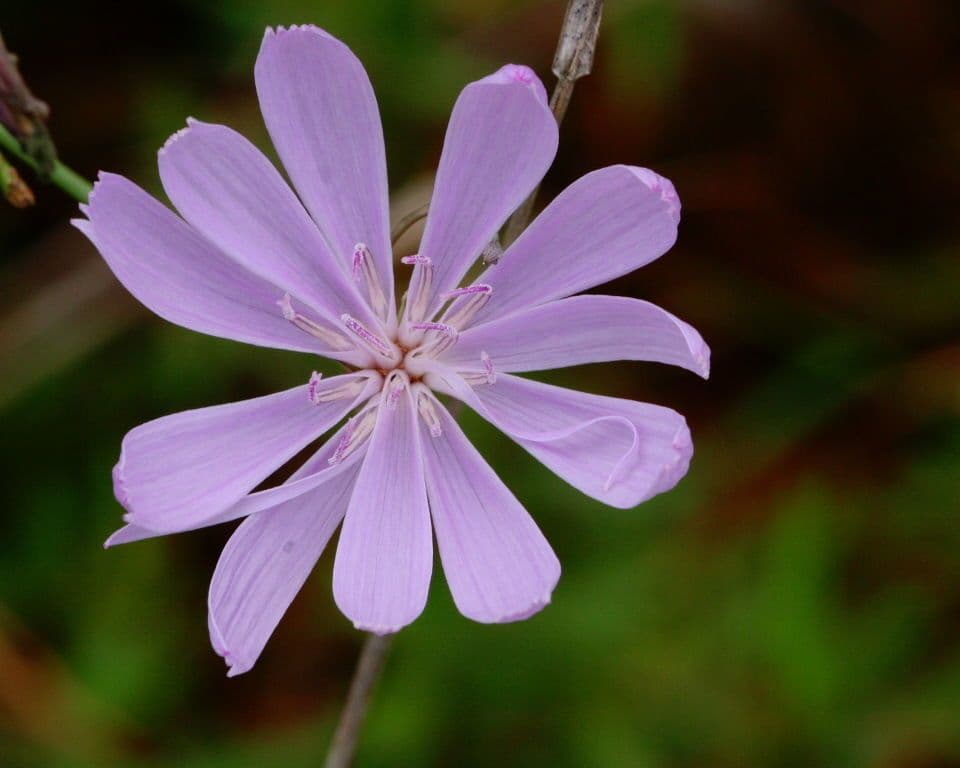 Lygodesmia