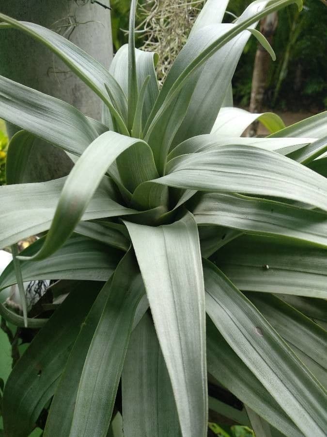 Tillandsia polystachia