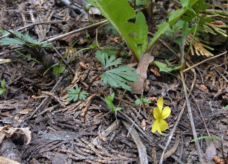 Viola di Shelton 6