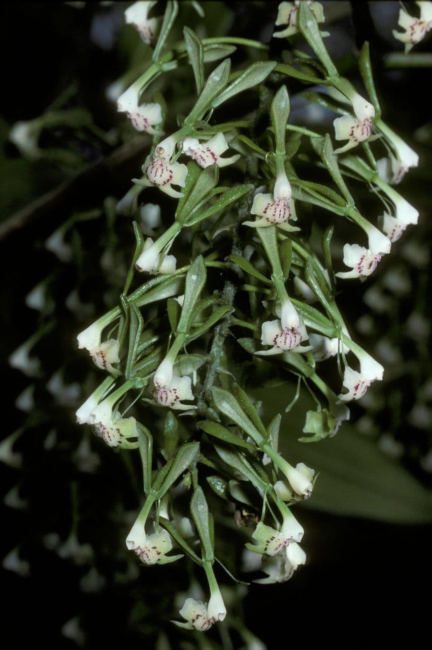 Epidendrum 2