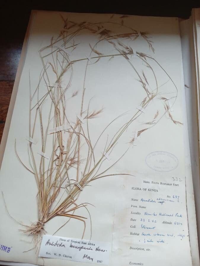 Aristida comune 8