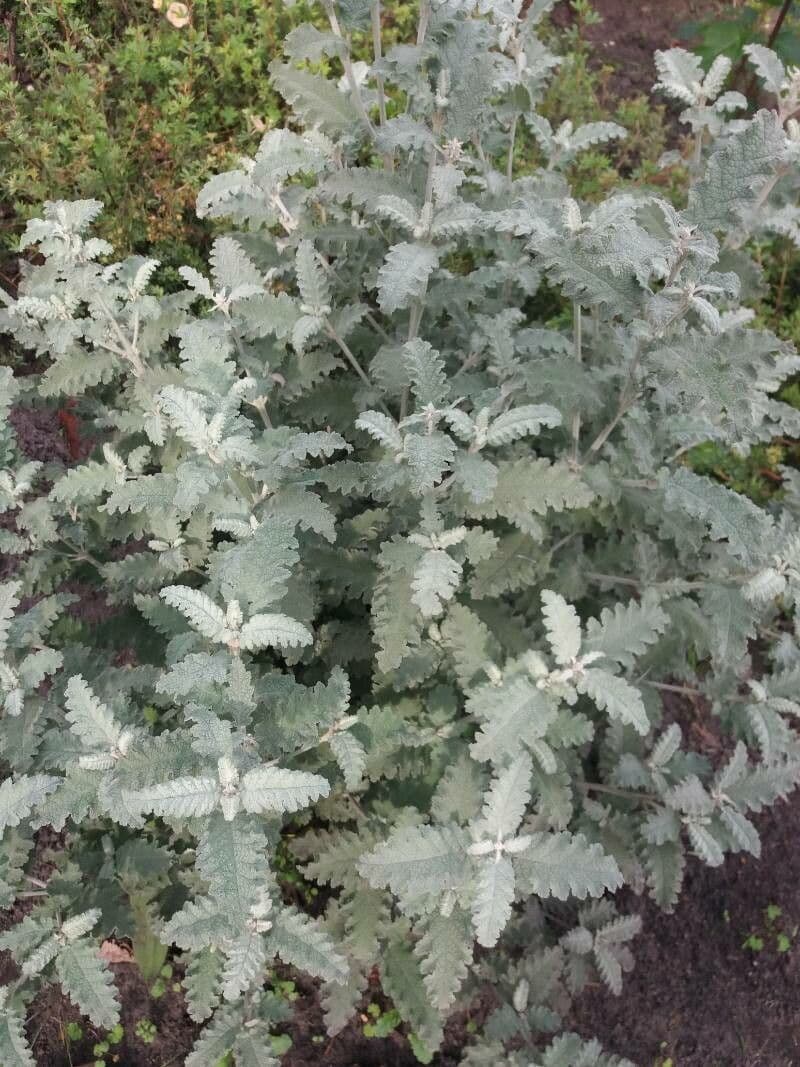 Buddleja 4