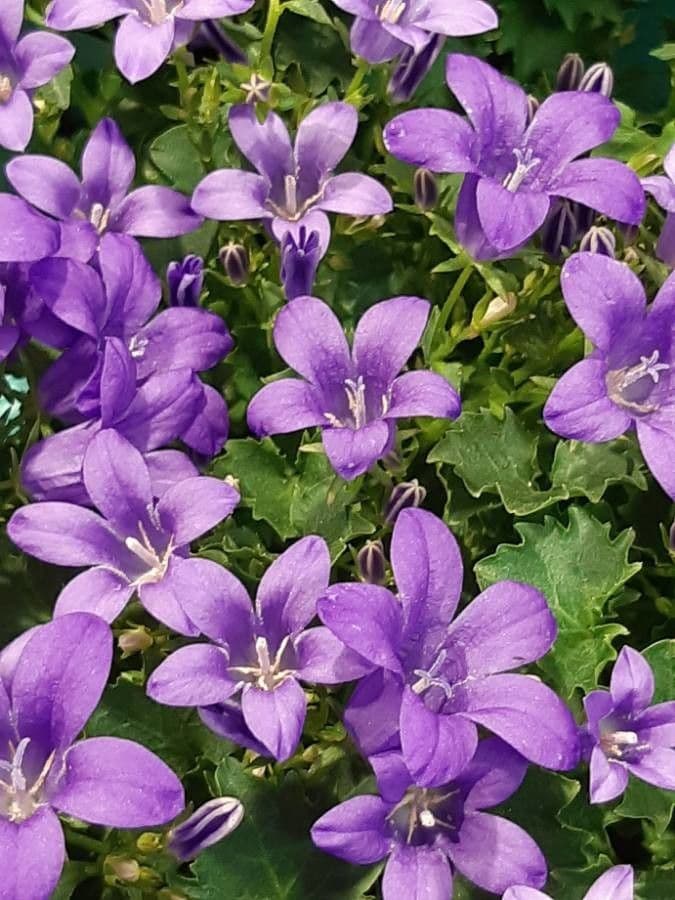 Campanula dei Carpazi 3