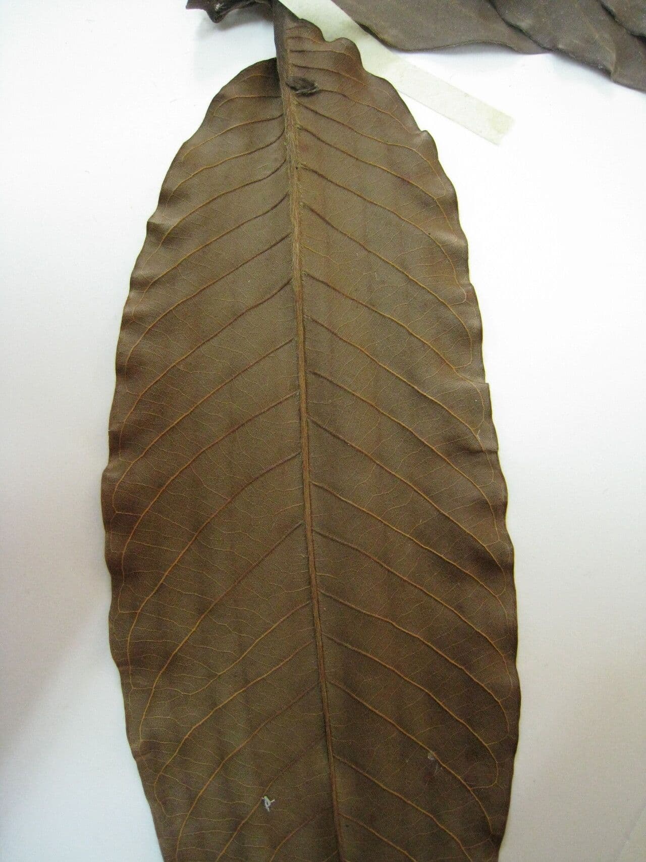 Triplaris 7