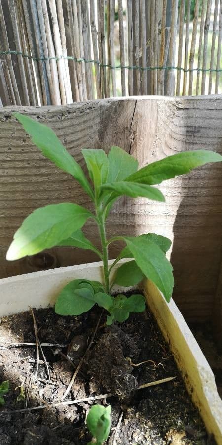Stevia 7