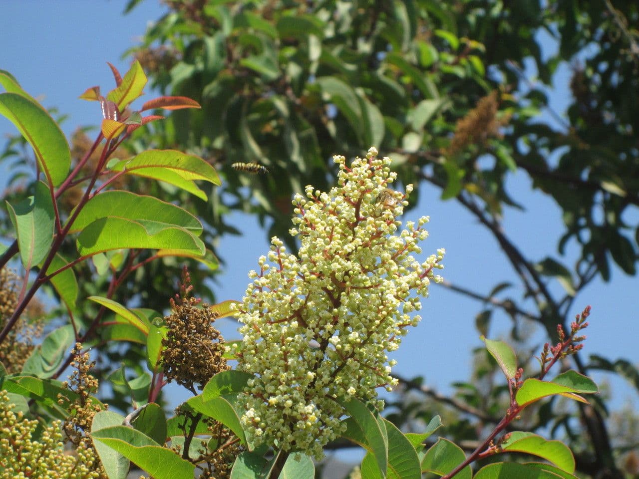 Malosma 8