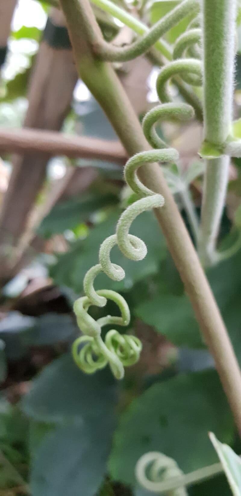 Tetrastigma 15