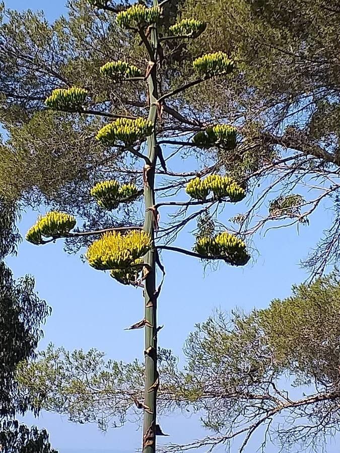 Agave di Shaw 4