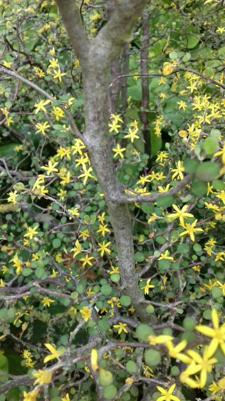 Corokia 18