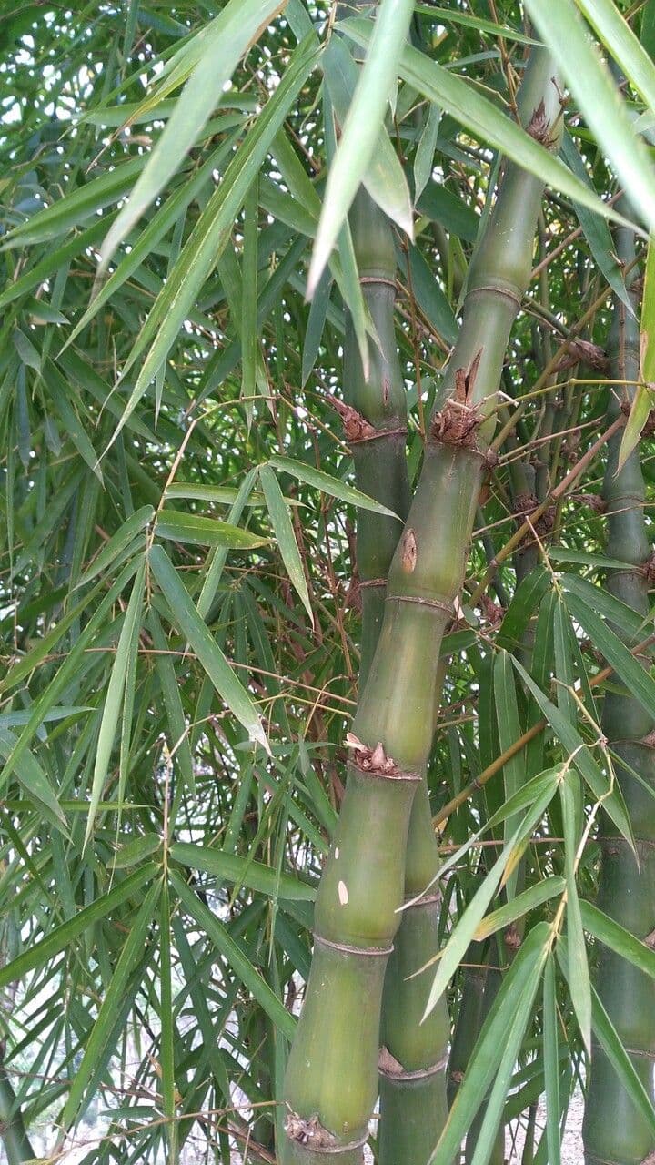 Bambù tuldoides 2