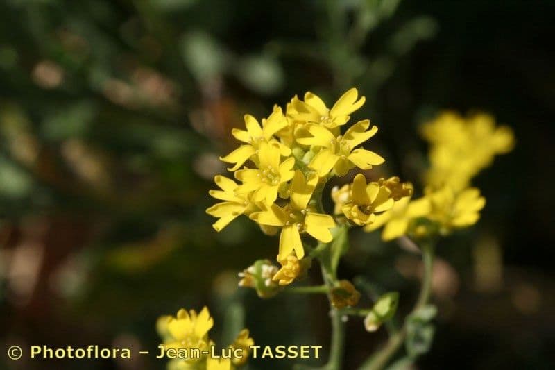 Aurinia petraea 4