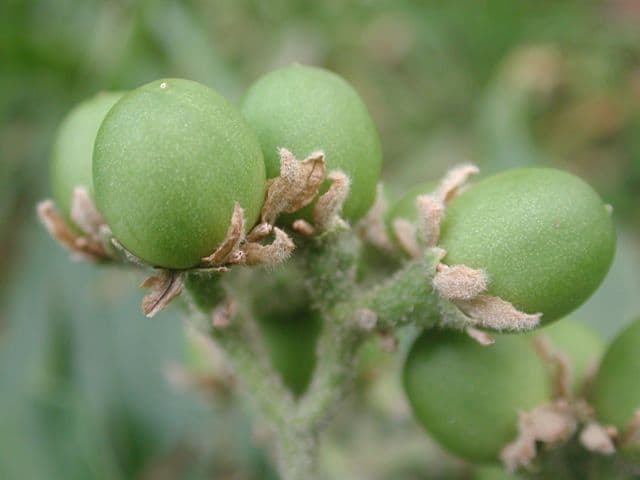 Solanum nudo