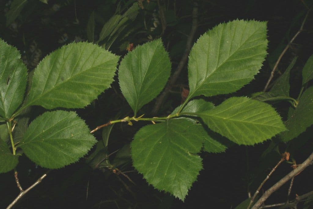 Hloh Harbisonův 17