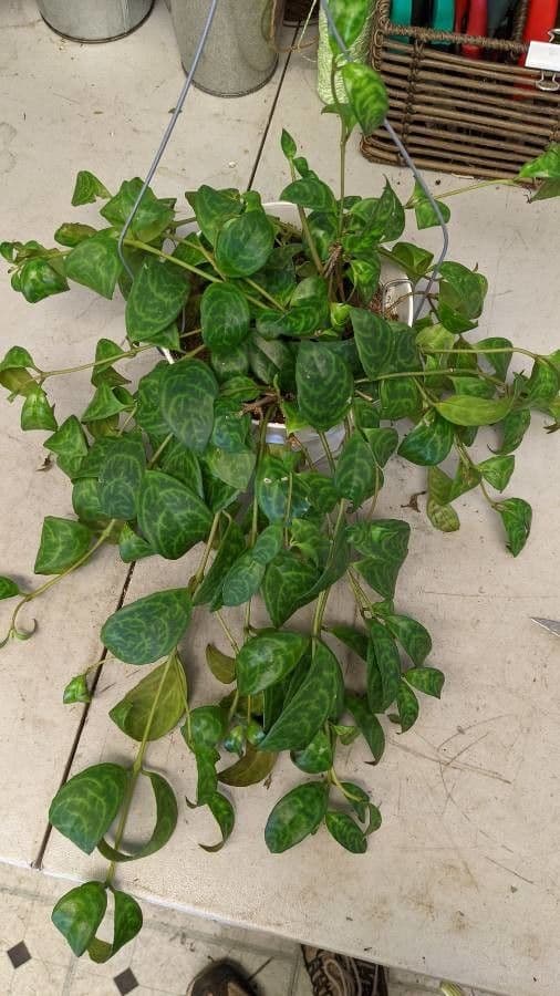 Aeschynanthus 8
