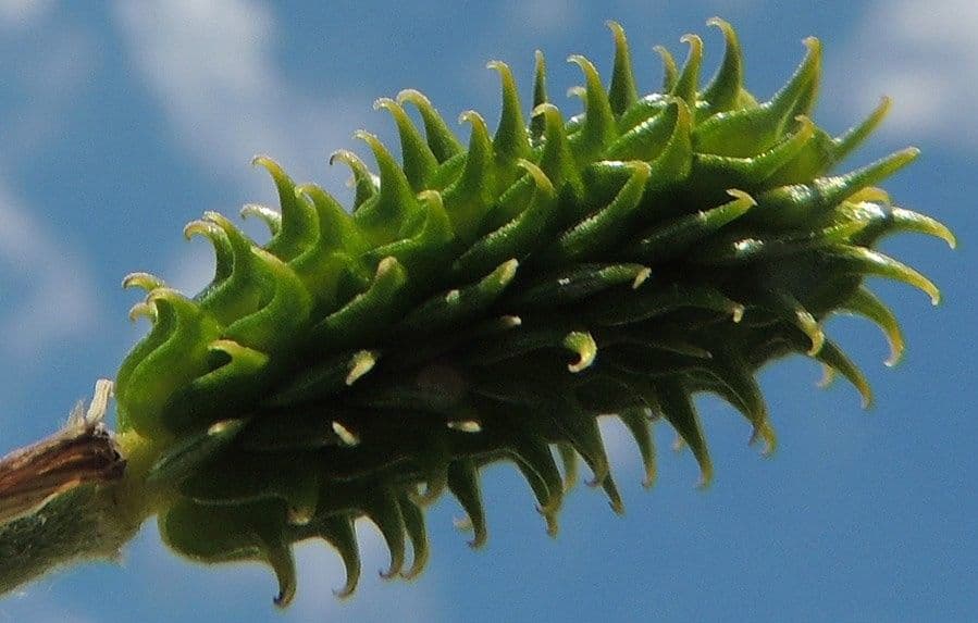Ranuncolo millefoglie 3
