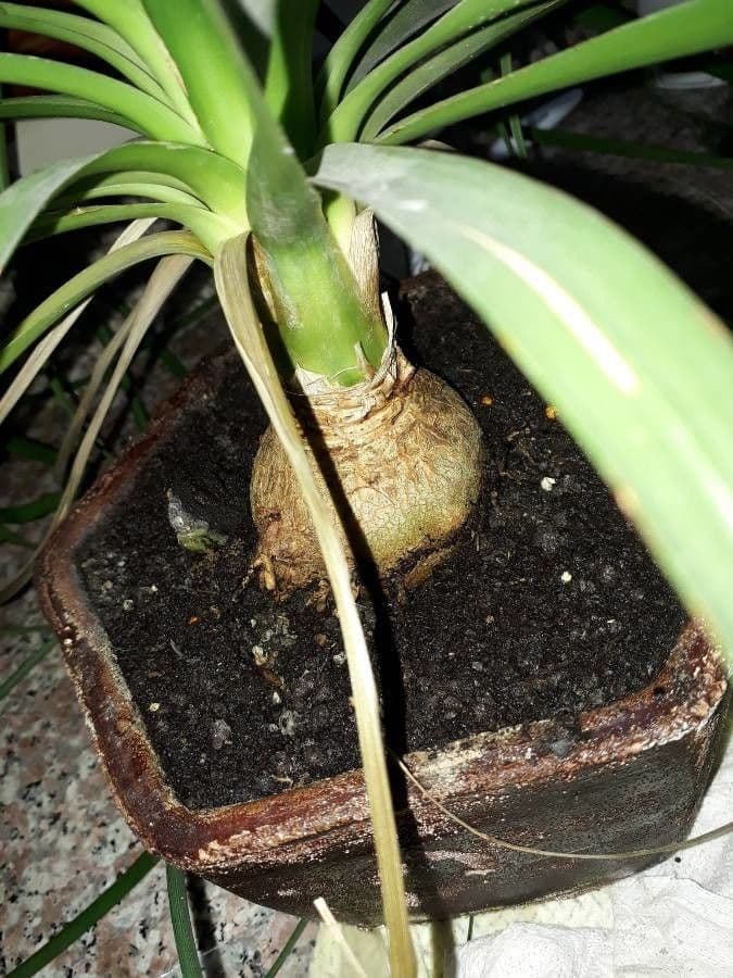 Dolden-Milchstern 23