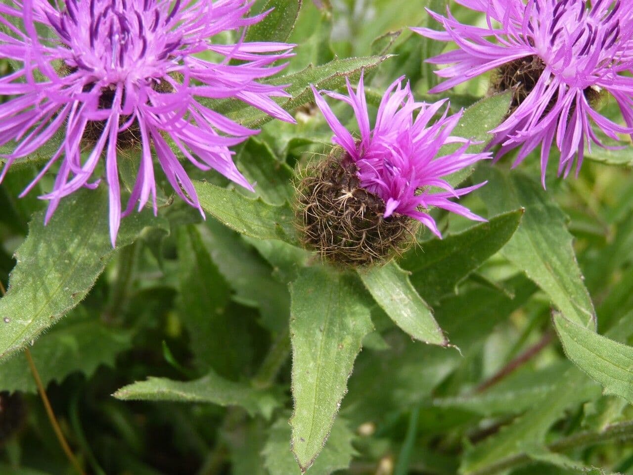 Einköpfige Flockenblume 28