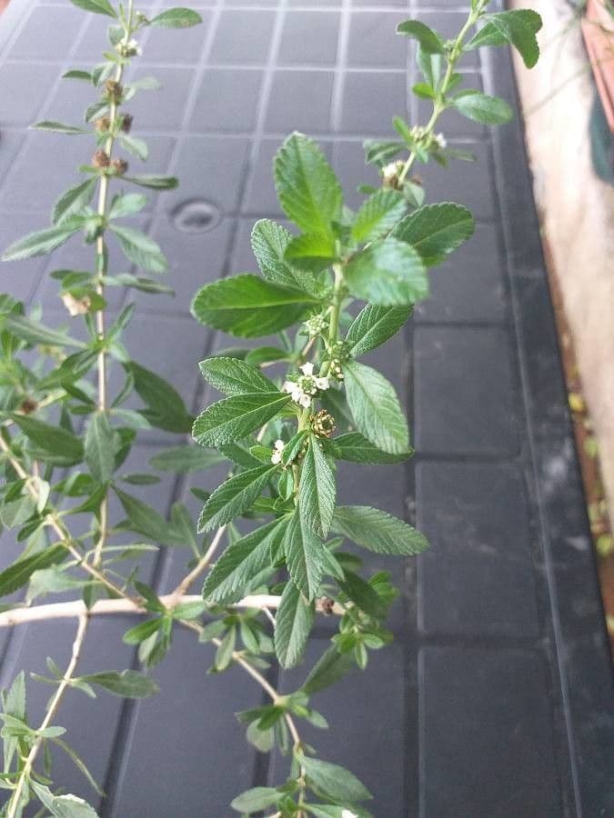 Fuchsienstrauch 5