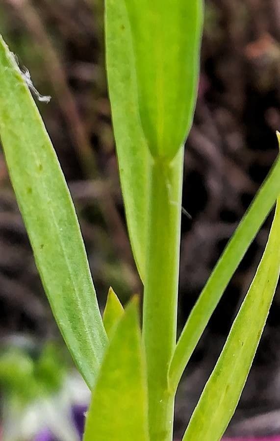 Linseed 22