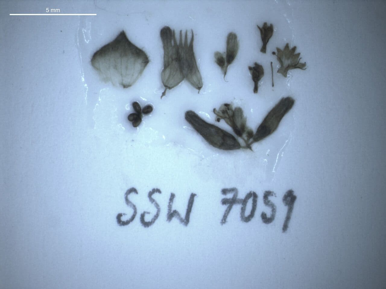 Platostoma 4