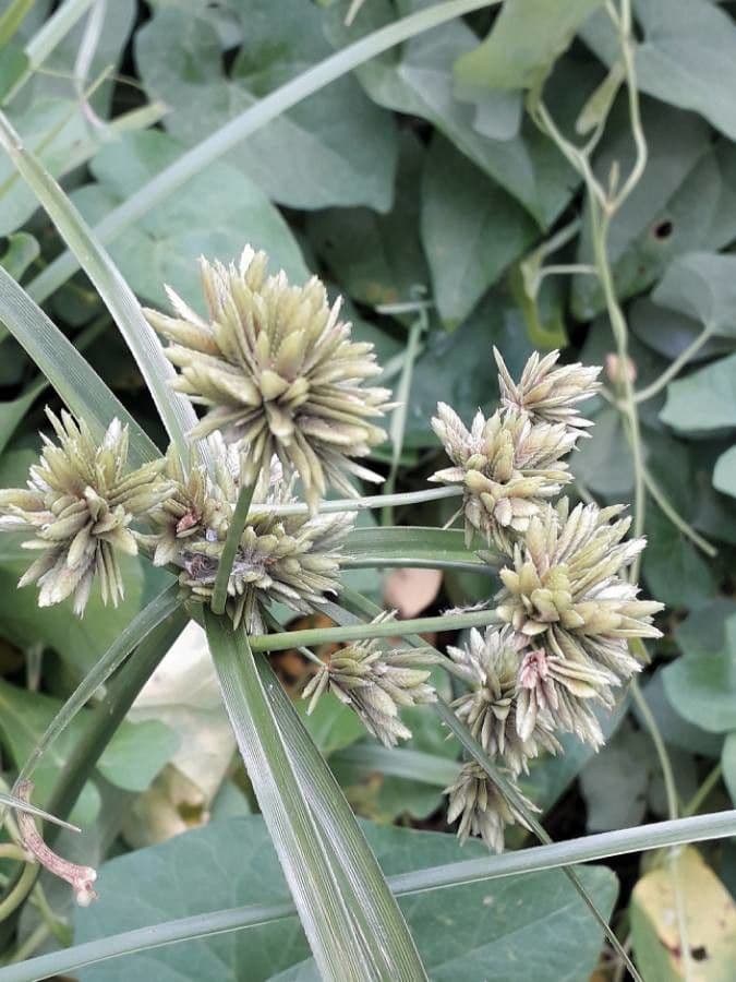 Zigolo del Panico 8
