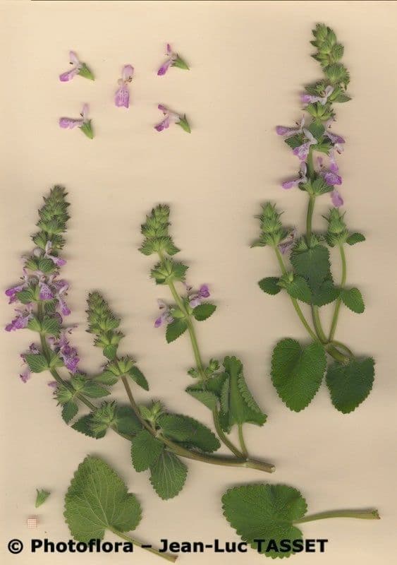 Santoreggia sinuosa 15