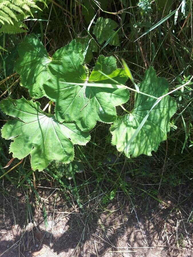 Alchemilla glabra 9