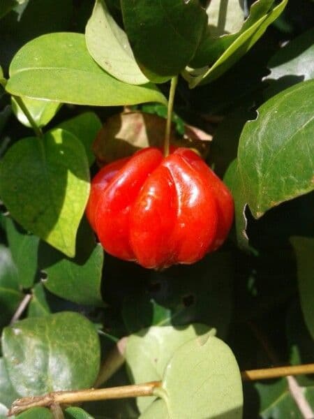 Ciliegio del Brasile