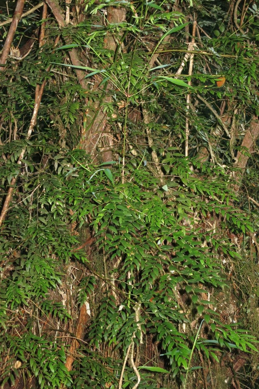 Luzuriaga 7