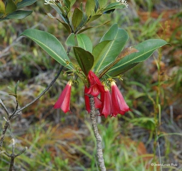 Thiollierea 6