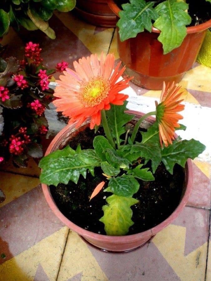Gerbera Jamesonii 11